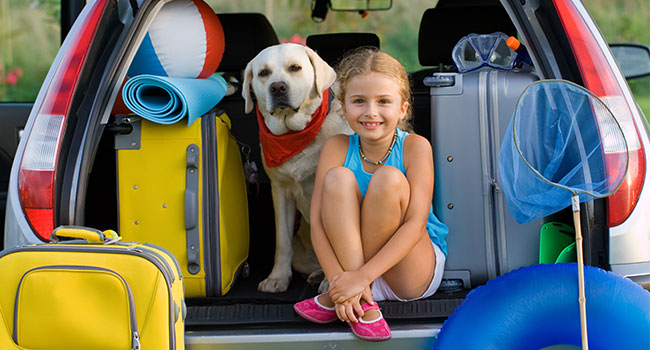 useful travel accessories: Traveling Accessories for Pet Lovers