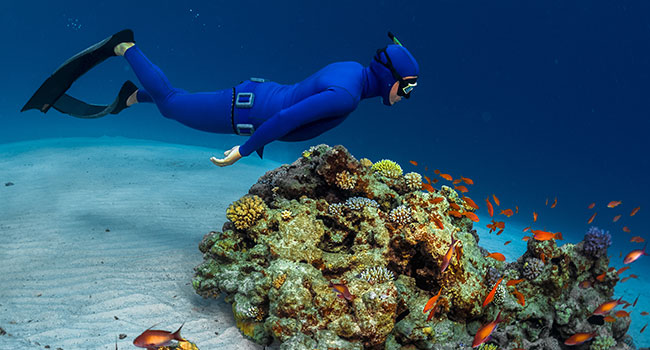 scuba diving gear: Underwater Diving Suits