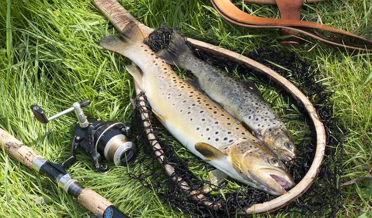 Trout Fishing Tips