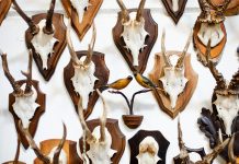 A Step-by-Step Guide to Cleaning and Caping Deer Skull how to clean a deer skull: How To Clean A Deer Skull and Cape It?