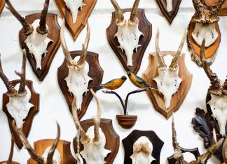 A Step-by-Step Guide to Cleaning and Caping Deer Skull how to clean a deer skull: How To Clean A Deer Skull and Cape It?