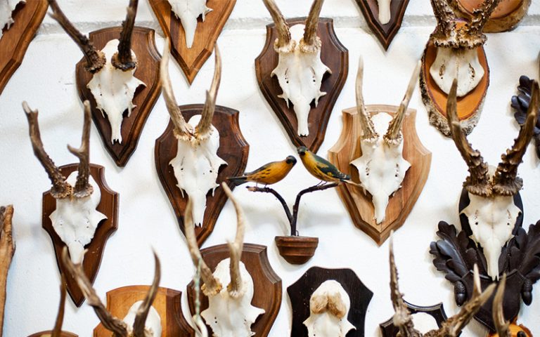 A Step-by-Step Guide to Cleaning and Caping Deer Skull | Stuffoholics